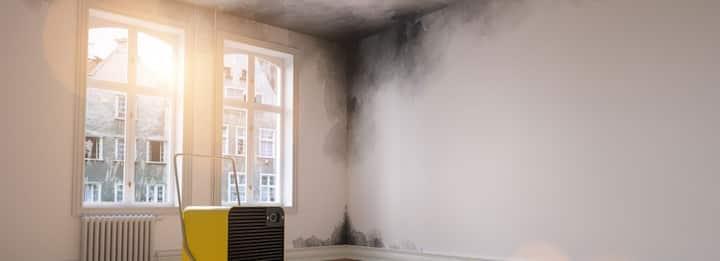 Forrest County Mold