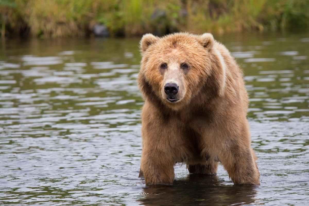 Alaska Bear Guards