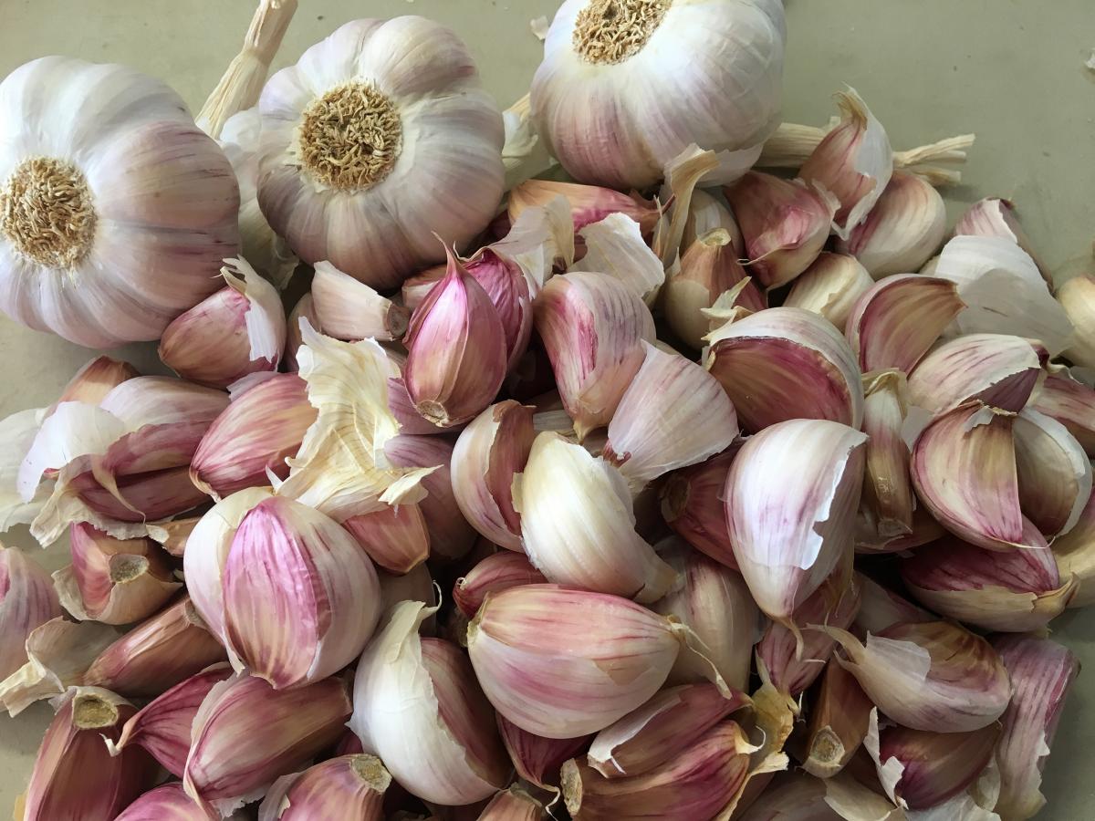 Keene Garlic