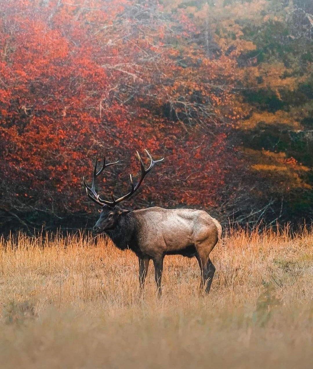 Elk Elite Enterprises, LLC