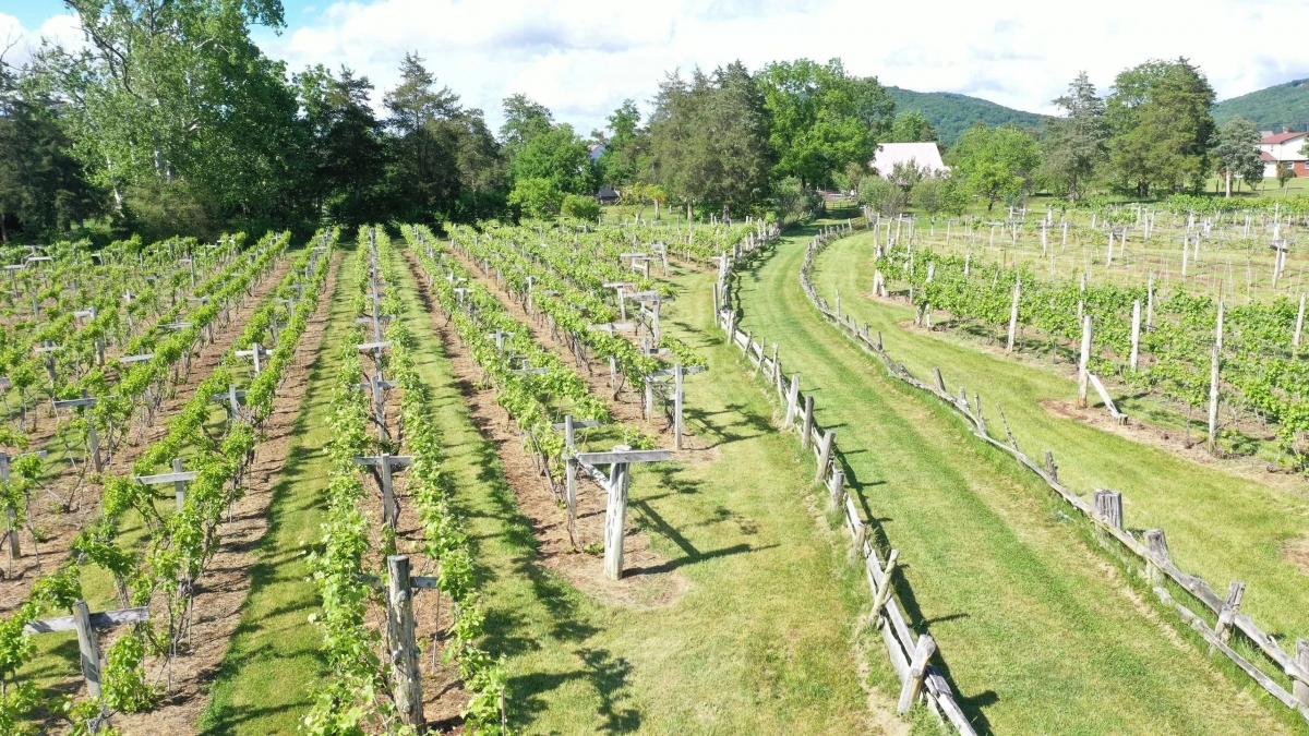 Wisteria Farm and Vineyard