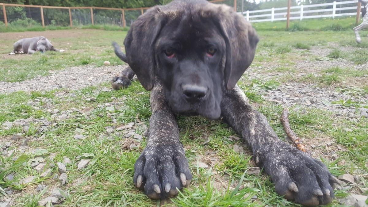 Mountain View Dog Ranch