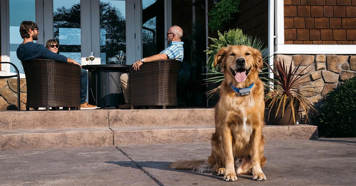 Dog Guard Midwest