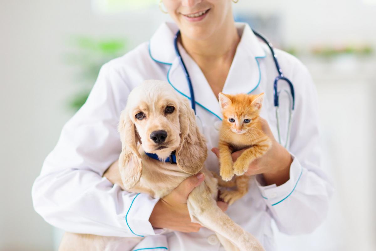 Spay Neuter Network