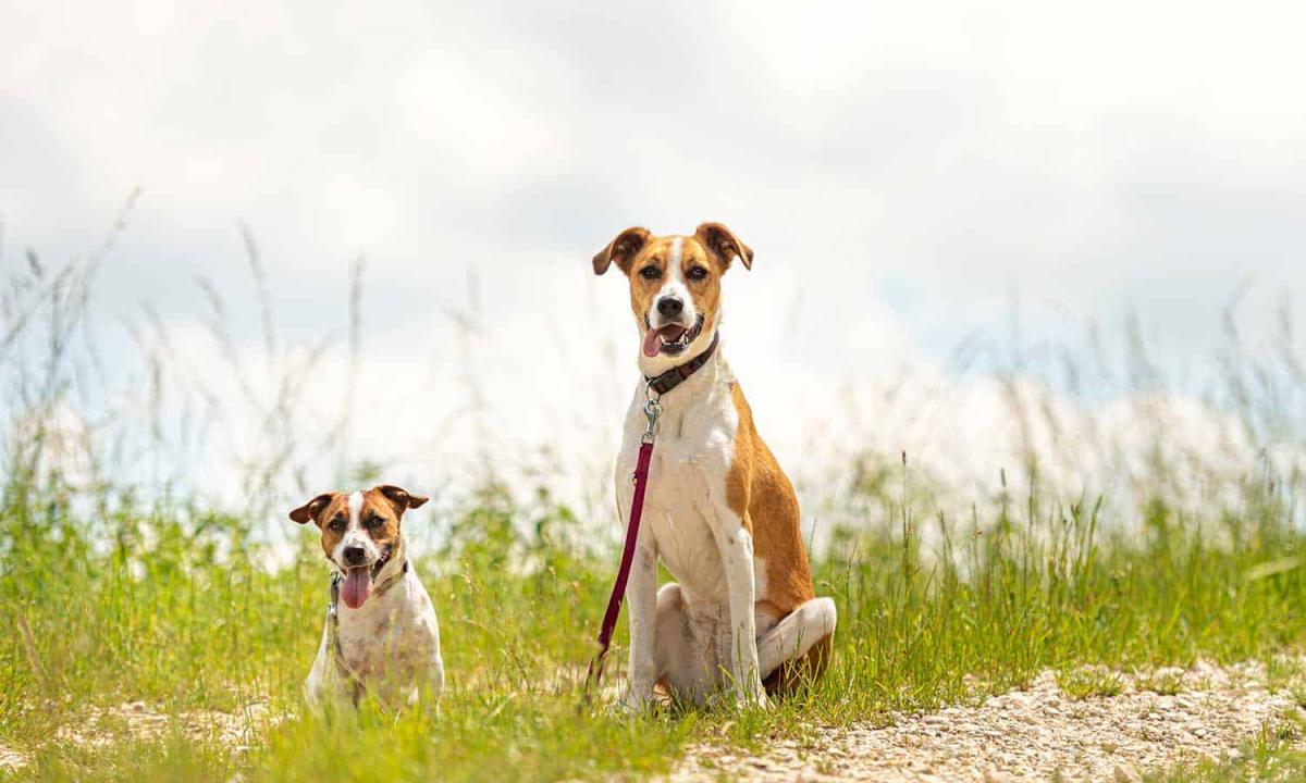 Orchard Park Veterinary Medical Center