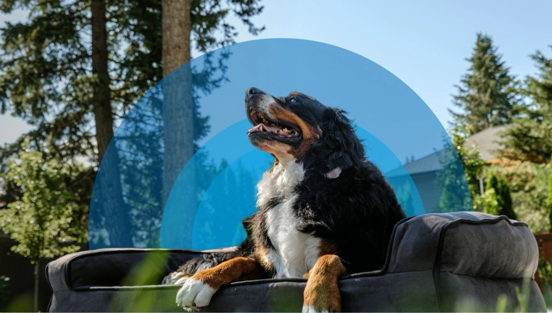 Hilltop Invisible Fence