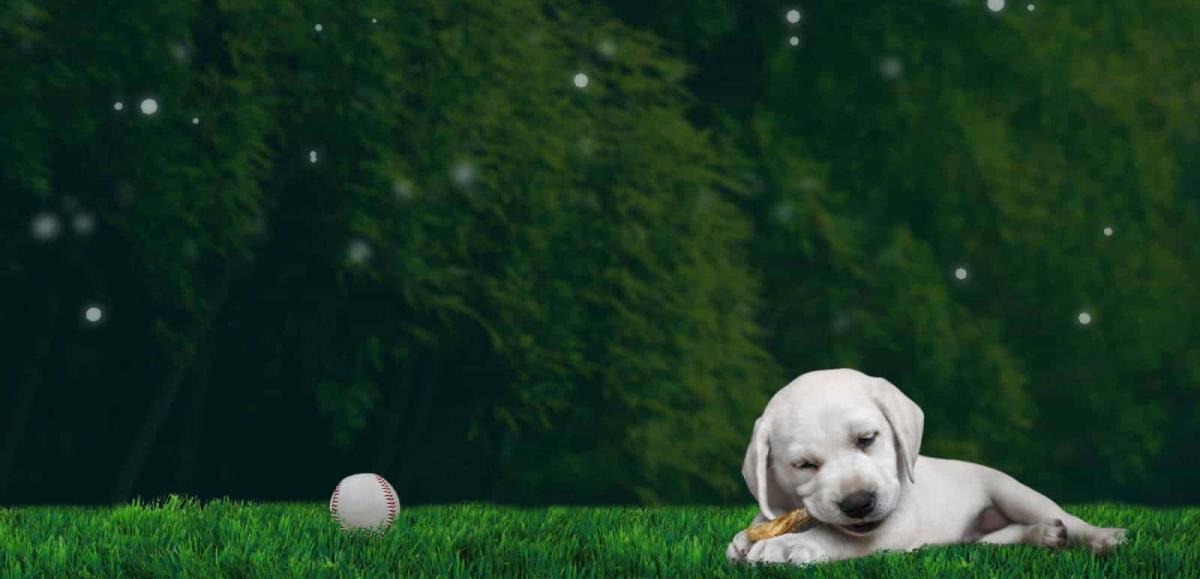 Snowy Pines White Labs